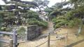 二本松城の松：