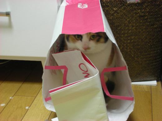 袋バージョン/