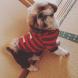 自由テーマ 〜愛犬について〜:2016/12/16 16:10