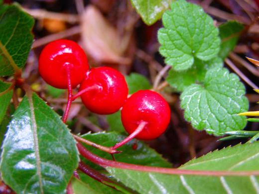 ブルーマンテン味・/