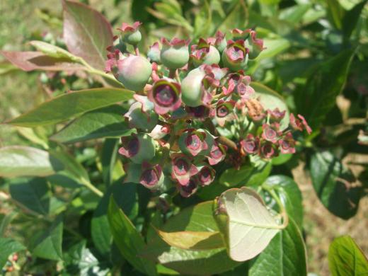 こちらはもうそろそろ・・・/