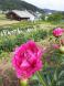 小町花公園 (^.^)花、咲いています。：2023/06/03 15:19