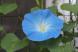 今年第1号の西洋アサガオが開花 夏を迎えるさわやかなブ..:2019/07/13 10:42