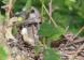 大きくなりました 藤棚の鳩の巣に育つ ハトの成長記録:2019/07/16 08:56