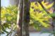 今年の夏はあまりセミの鳴き声が聞こえない中、庭のモミジ..:2019/08/01 08:00