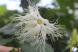 真っ白な花 花びらからのびる白くて長い毛 とっても素敵..:2019/08/31 09:40