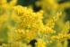 道ばたや野原に咲く鮮やかな秋を彩る黄色の野草の花 セイ..:2019/10/23 14:55