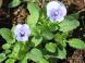 夏に採種した種を蒔きました 冬を迎えようとする今 花が..:2019/10/30 09:16