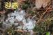 穏やかに正月3日 雪のない日が続いています 正月には珍..:2020/01/03 10:12