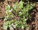 どこにでもびっしっりと生えている野草 小さな白い花をつ..:2020/03/13 10:21