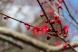 烏帽子山八幡宮参集殿前に鮮やかに紅い寒梅が咲いています..:2020/03/26 14:05
