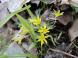 土手に咲いてた黄色のかわいいこの花なあに?  調べてみ..:2020/03/27 09:59