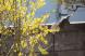 我が家の庭の花(レンギョウ)ドロボー この鳥はなんとい..:2020/04/04 13:23
