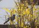 今日も花ドロボー 敵は「ヒヨドリ」 鳥が花を食べるのは..:2020/04/05 10:02