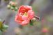 庭先を見ると色々な花が咲き始めました 雪柳と桜の蕾の競..:2020/04/09 09:09