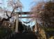 烏帽子山公園千本桜が4月8日に開花宣言 夕方の公園の桜..:2020/04/09 18:16