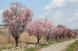 今日はネットで花見第1日目 国道13号バイパス側道沿い..:2020/04/25 12:49