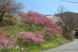 ネットで花見第3日 梅と桜が見事にコラボした小さな素敵..:2020/04/27 08:33