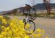ネットで散歩 自転車にのって近所をぶらりと菜の花探訪:2020/04/29 10:55