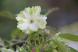我が家の黄緑と白の桜 鉢植えの御衣黄が開花 珍しい桜の..:2020/05/01 09:00