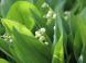 さわやかな5月の花 スズランが白い花をつけています:2020/05/13 09:00
