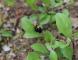 虫たちも繁殖の季節です:2020/05/16 08:15