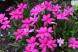 アッツ桜が濃いピンクの花を咲かせています 春から夏に向..:2020/05/26 09:00