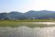 周りの田んぼはすっかり田植えが終わりすくすくと苗が育っ..:2020/06/09 09:00