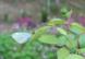 モンシロチョウが2匹 花の周りを戯れるように飛び回って..:2020/06/11 08:02