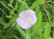 朝顔に対して日中に開花する昼顔が野草に交じって咲いてい..:2020/06/29 08:49