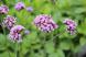 花茎を長く伸ばしその先に小さな赤紫色の花をびっしりと咲..:2020/07/03 09:00