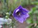 夏の花キキョウが雨上がりの畑にさいていました 梅雨明け..:2020/07/11 09:29