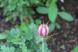 この花はサボテン? 違いますよね変わった花ですねえ ニ..:2020/07/12 09:00