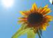 夏の暑さがようやく訪れたかのように今年も母の日ヒマワリ..:2020/07/20 09:00