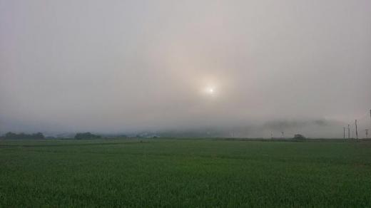 まもなく梅雨が明けるのかなあ? 太陽が一瞬顔をのぞかせました 晴れたら草花を探しにと思っていましたが午後からまた雨になりそうで/