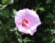夏の花であるムクゲがあちこちに咲いています ハイビスカ..:2020/08/02 09:00