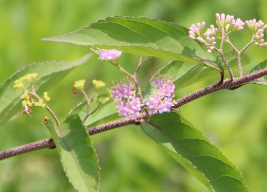秋には鮮やかな紫色の実をつける「ムラサキシキブ」が小さな花を咲かせています 散歩の道すがらに葦の中に見つけました 秋の実を楽しみにしています/