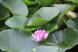 雨の中ハスの花がさいていました そばをカモが泳いでいま..:2020/08/09 08:56