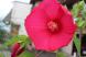 園芸種の草花の中では最も大きな花を咲かせるといわれる「..:2020/08/10 09:00