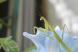 カマキリを見つけました 小さな昆虫ですが昆虫や小動物を..:2020/08/13 09:00