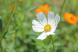 秋の花コスモスが咲き始めました お盆が過ぎると朝晩ぐっ..:2020/08/14 09:00