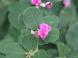 秋の花「ハギ」が咲いています 心なしか涼しくなったよう..:2020/08/15 09:23