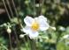 高く伸びた花茎の上に大柄な白い花をつけている「シュウメ..:2020/09/04 09:00