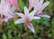 ユリのような花ですが長い茎の先に花をつけています 乾燥..:2020/09/14 09:00