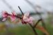 国道13号線に沿って植栽されている桜並木の一本に季節は..:2020/09/15 09:00