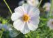 早いもので10月に入りました 秋の代表的な花「コスモス..:2020/10/01 09:00