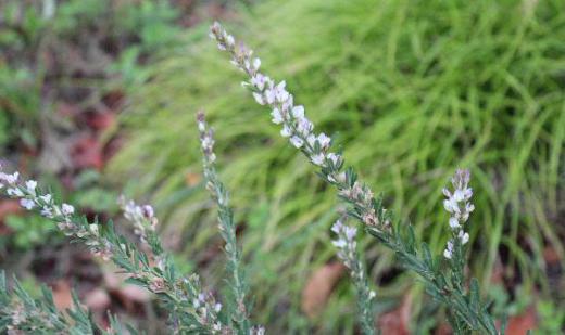 道路の斜面や草地の日当たりに生育する「メドハギ」 花後できる豆果の中には種子が一個だけはいっており、中国やインドなどでは、様々な薬に使っているといわれています 茎を占いに使う目処にしたのでこのような名前がついたといわれています/