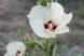 オクラの花がこんなにきれいだったと知っていましたか ね..:2020/10/07 09:00