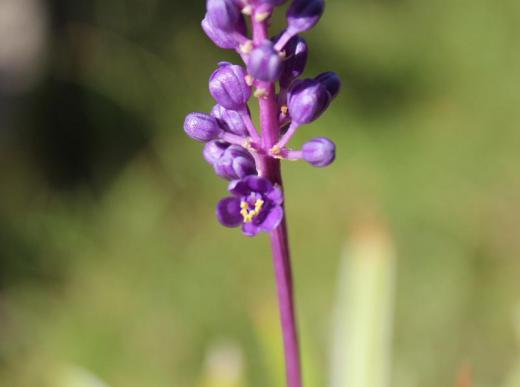 僅か5ミリほどの小さなかわいい紫色の花が咲いています なんという名前でしょうか? 以前このブログで紹介している「ヤブラン」という葉を鑑賞する草花です/