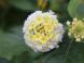 黄色と白の2種類の花をつけている「ランタナ?」が咲いて..:2020/10/23 09:00